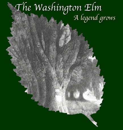 washington elm img